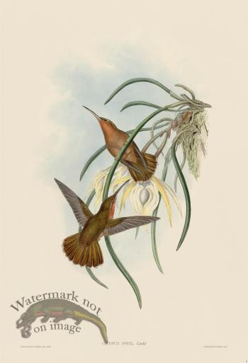 Gould Hummingbird 002